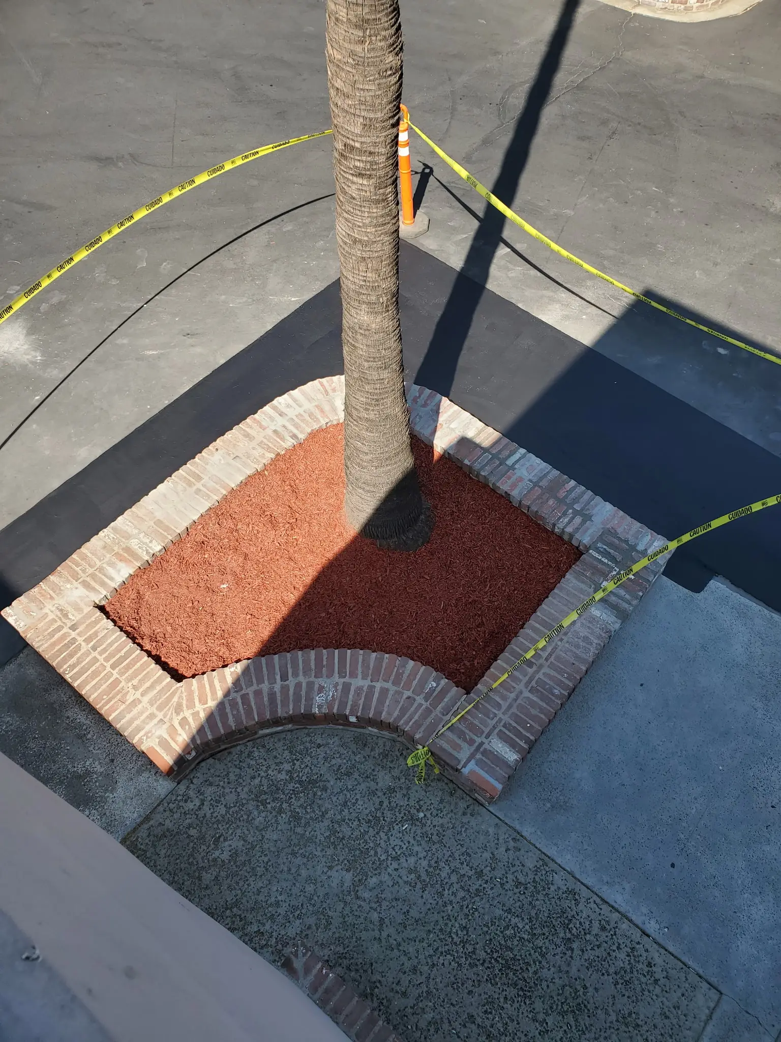 Finished brick planter and curb with a widened paved accessible route around a palm